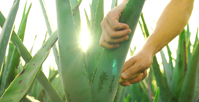 库拉索芦荟（Aloe Barbadensis）