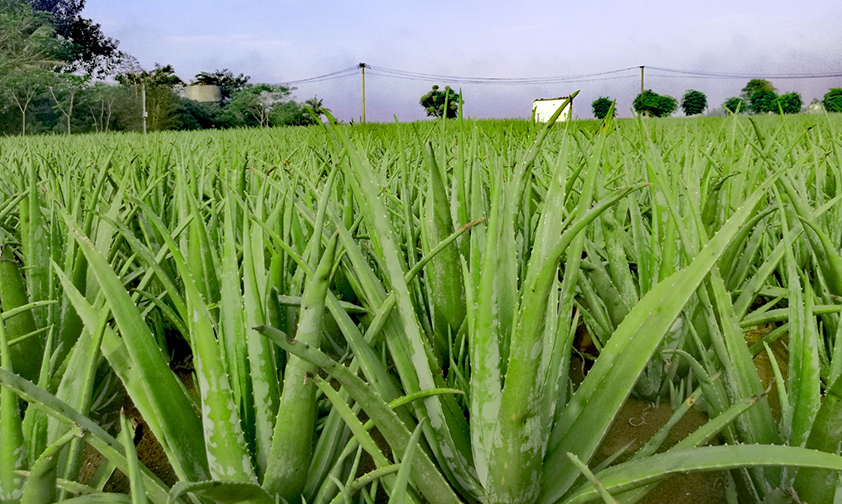 AGHG专注于芦荟产品