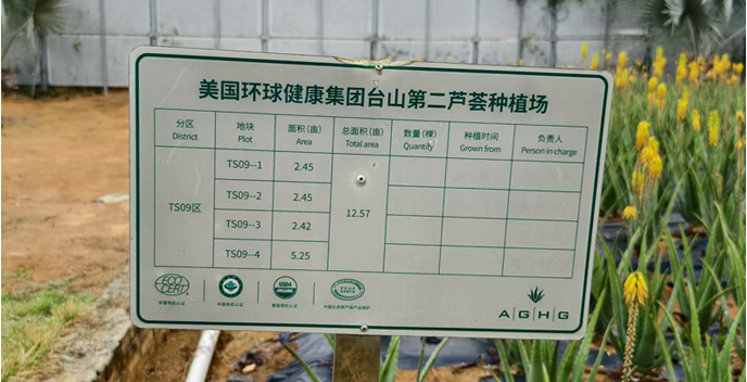 自然生长的芦荟