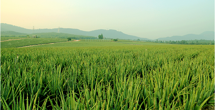 自然生长的芦荟