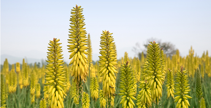 自然生长的芦荟