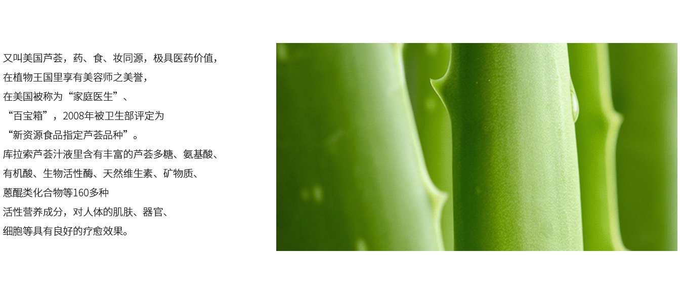 库拉索芦荟