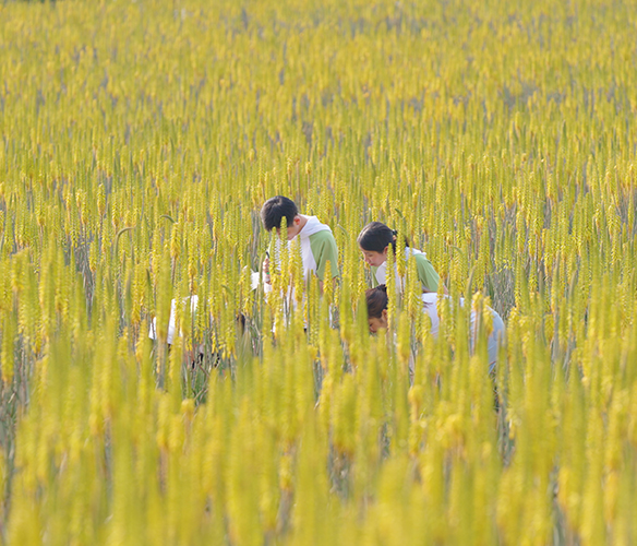 有机种植
