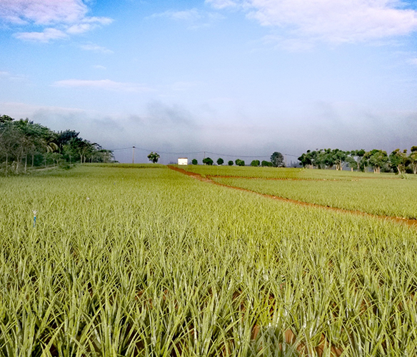 库拉索芦荟的生长特性