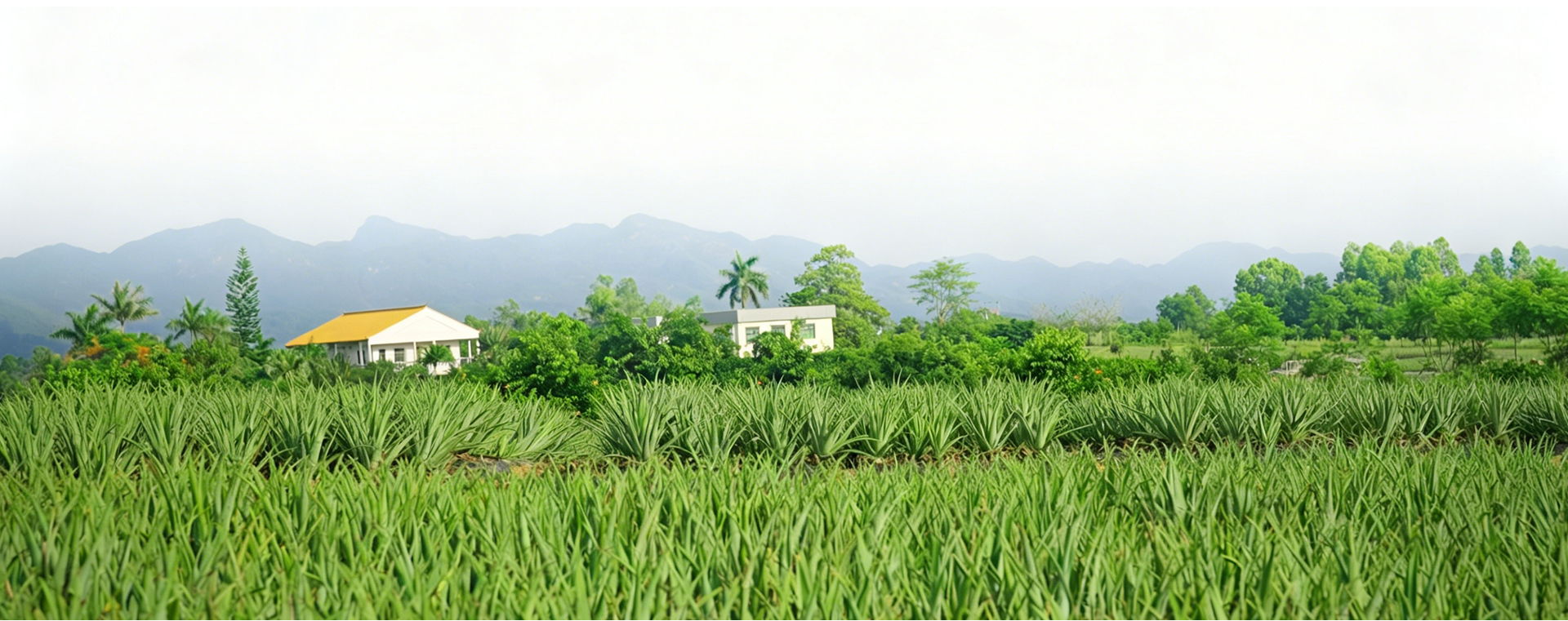 AGHG有机芦荟种植基地
